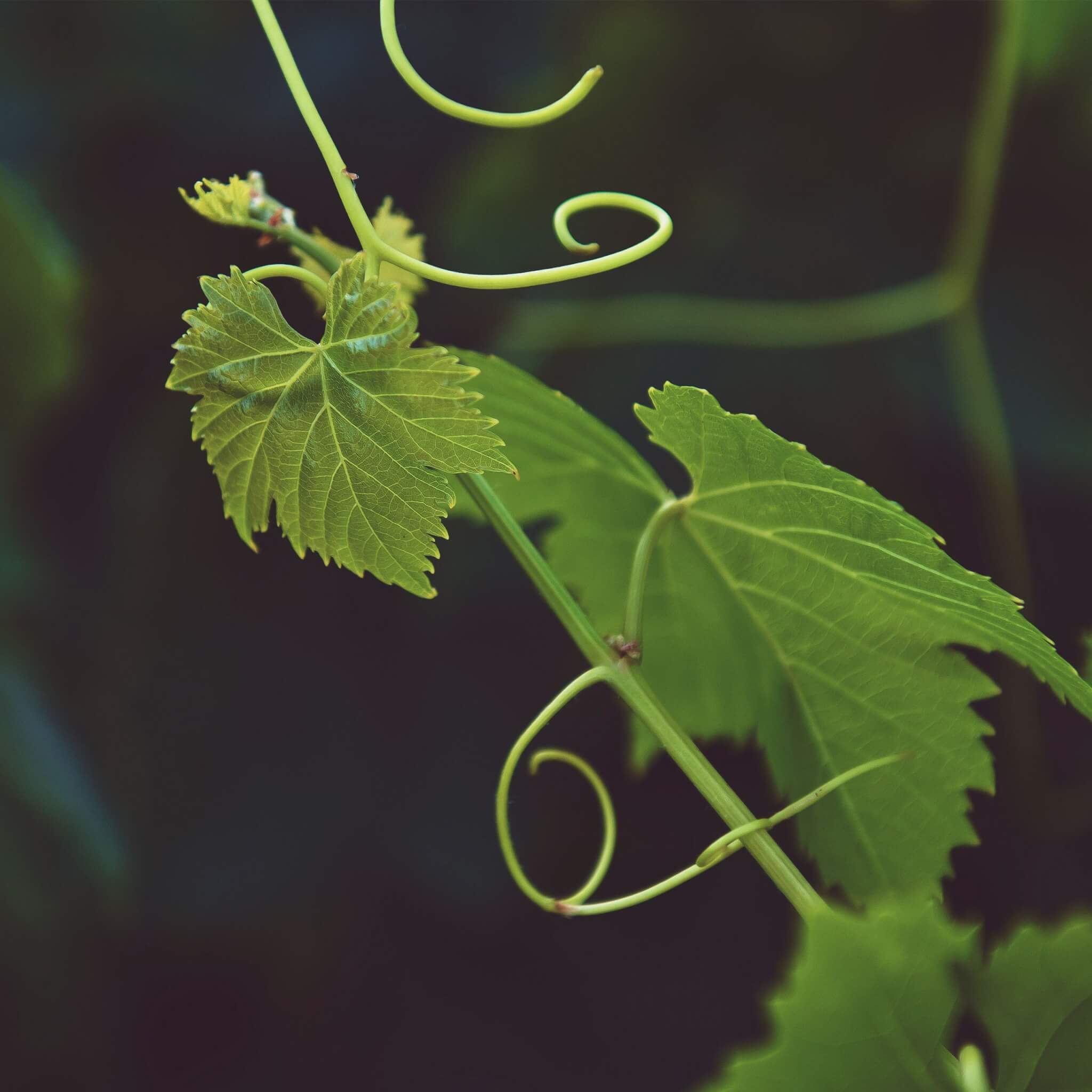 vines and leaves