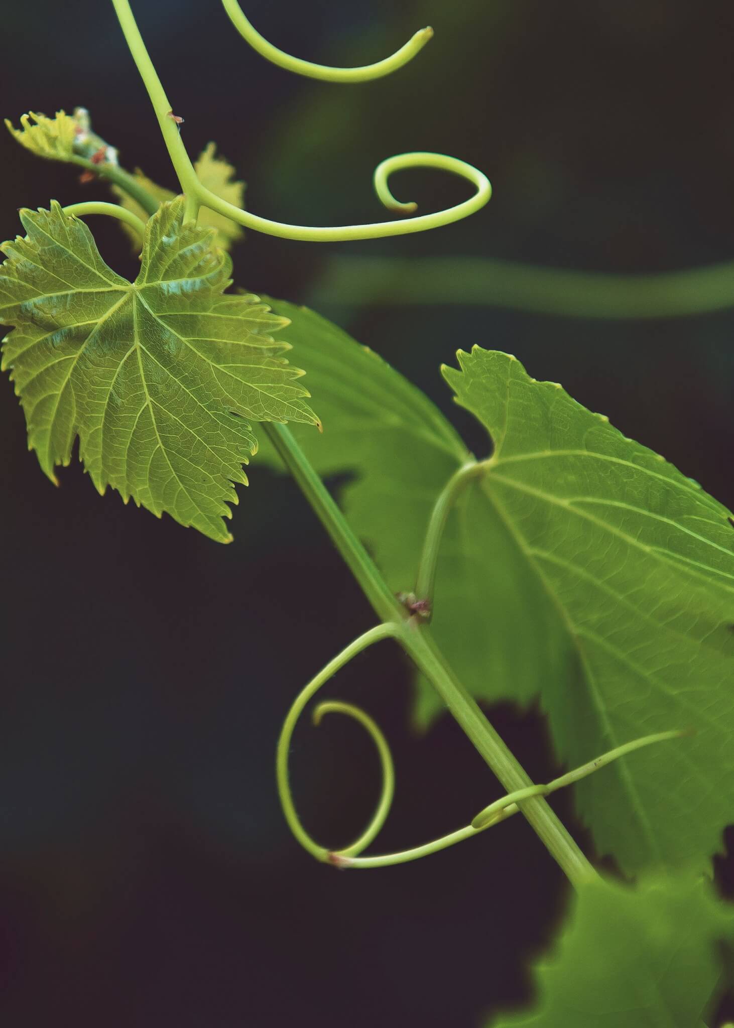 Vines and leaves